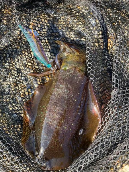 秋🦑　デイエギング(^^)…