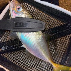 去年と違い渋い・・・