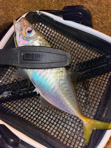 去年と違い渋い・・・