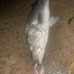 久しぶりのシーバス