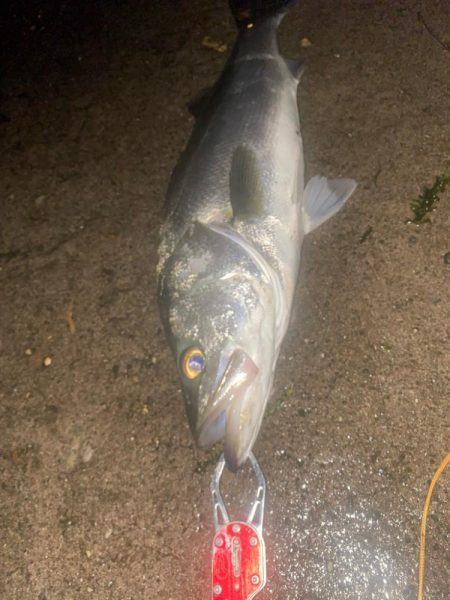 久しぶりのシーバス