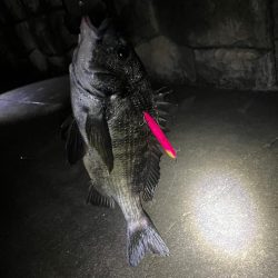 シーバス、、、?