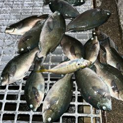 魚津港 フカセ夕釣り