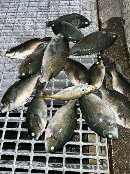 魚津港 フカセ夕釣り