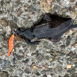 秋イカ調査して来ました！