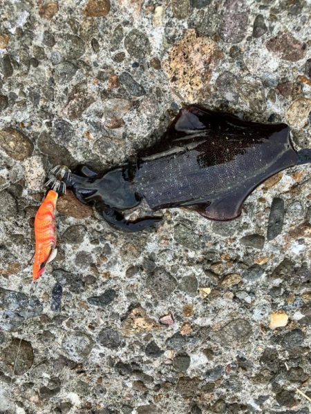 秋イカ調査して来ました！