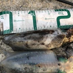 2024 佐渡ヶ島エギング 25回目【10月10日】