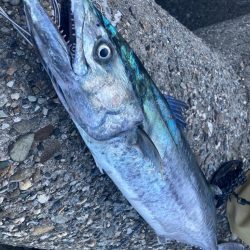 人生最大魚!2024ライトゲーム第34戦