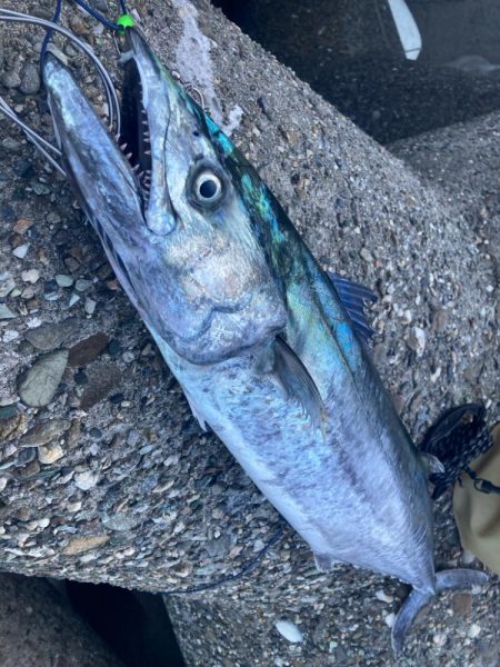 人生最大魚!2024ライトゲーム第34戦