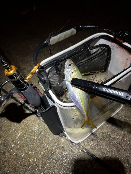 小雨アジング☔️…