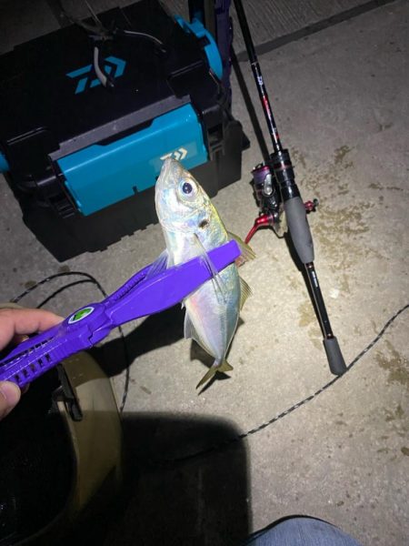 エギn…アジング!