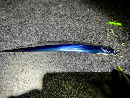 貝塚人工島タチウオテンヤ