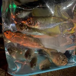 新魚種釣れました