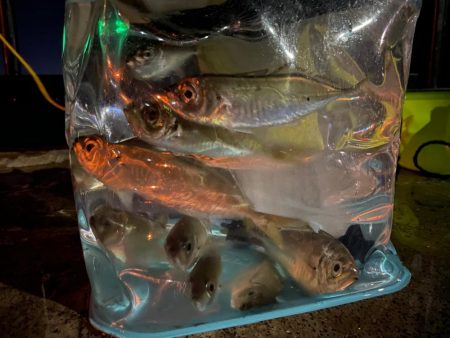 新魚種釣れました