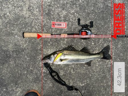 いきなり釣れたし奇跡も起こった!