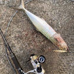 久しぶりの青牙&鰤族マルチ。。