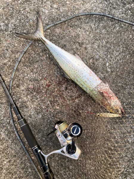 久しぶりの青牙&鰤族マルチ。。