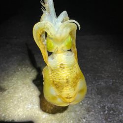 ぼっちエギング