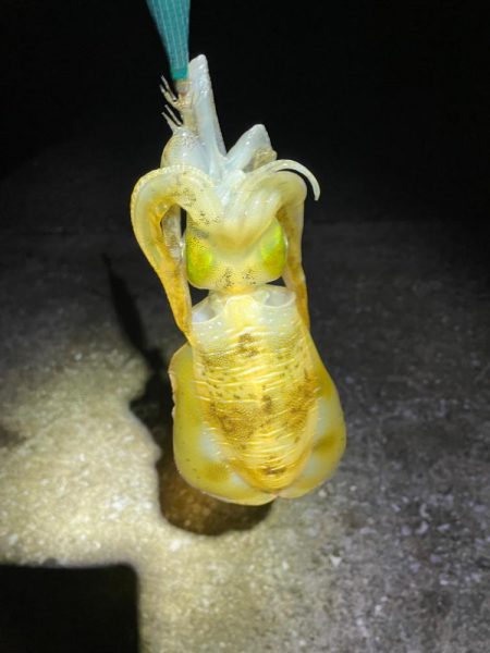 ぼっちエギング