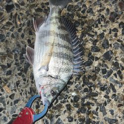 激渋の中粘って釣ったチヌ!