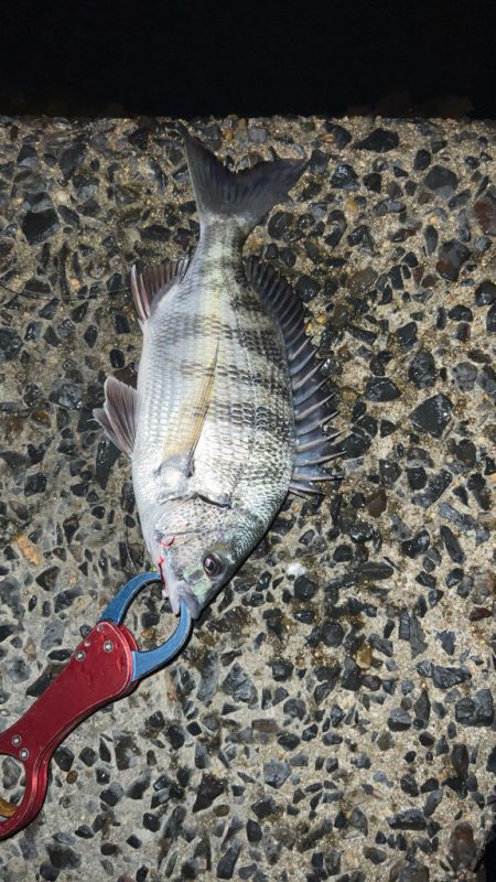 激渋の中粘って釣ったチヌ!