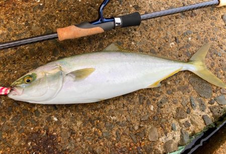 一瞬のナブラでハマチにゃ！