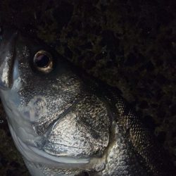 たまにはスピニングで