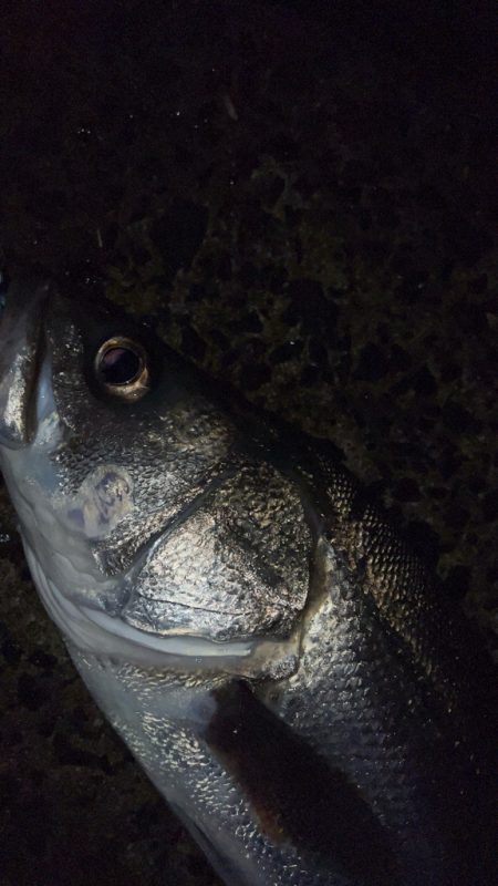 たまにはスピニングで