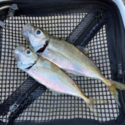 朝・夕マズメ狙い