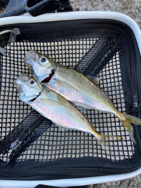 朝・夕マズメ狙い