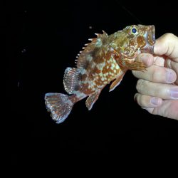 養老遠征エギング