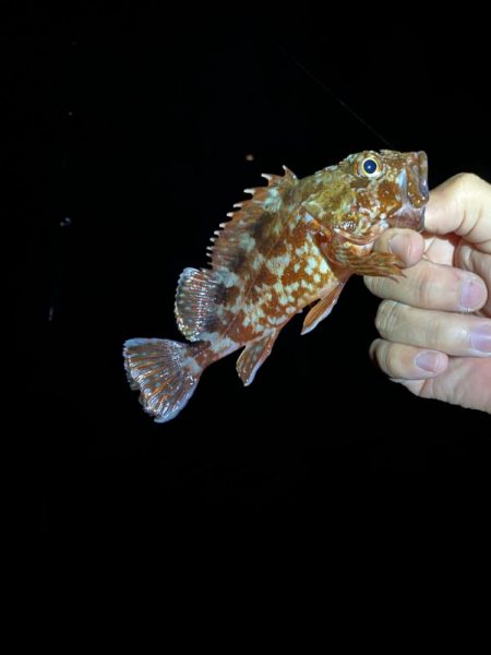 養老遠征エギング