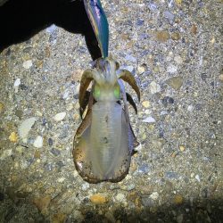 秋🦑 アオリイカ &コウイカ (^.^)