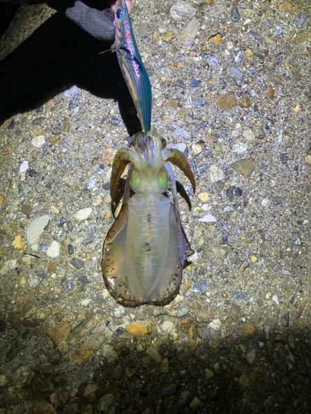 秋🦑 アオリイカ &コウイカ (^.^)