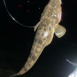 汽水湖の奥でマゴチ!!