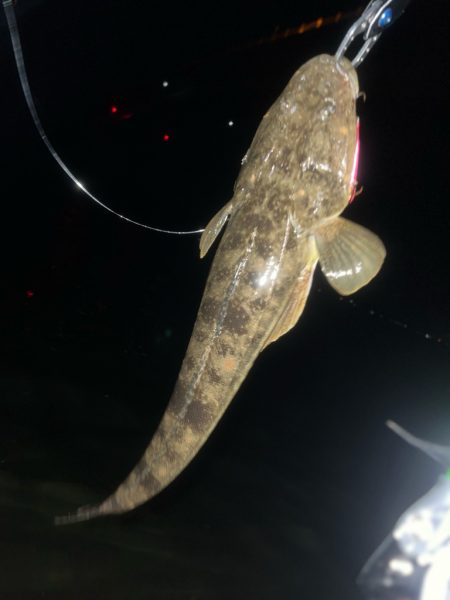 汽水湖の奥でマゴチ!!