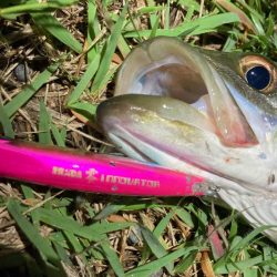 シーバスルアーフィッシング