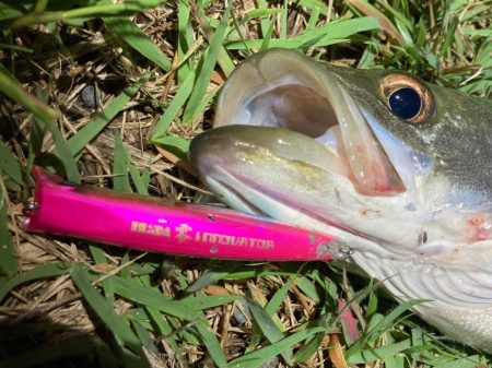 シーバスルアーフィッシング