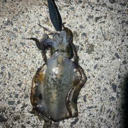 タチウオ不発 エギング