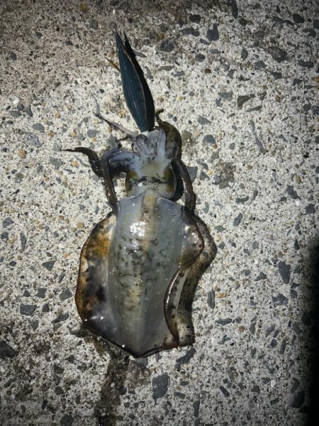 タチウオ不発 エギング