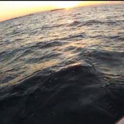 2回目のチャーター便