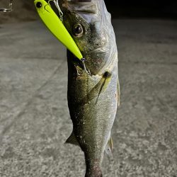 秋のシーバス祭り