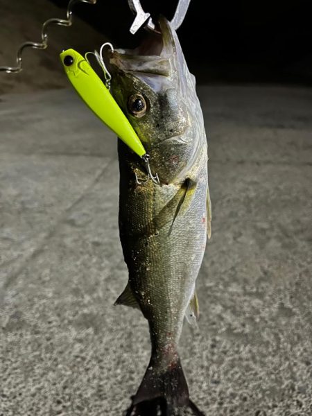 秋のシーバス祭り