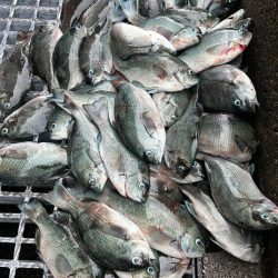 魚津港フカセ釣り