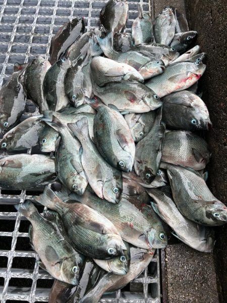 魚津港フカセ釣り