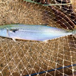 サゴシ注意報にゃ！