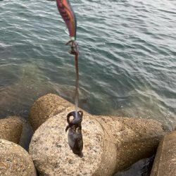 秋🦑 デイエギング②(^^)