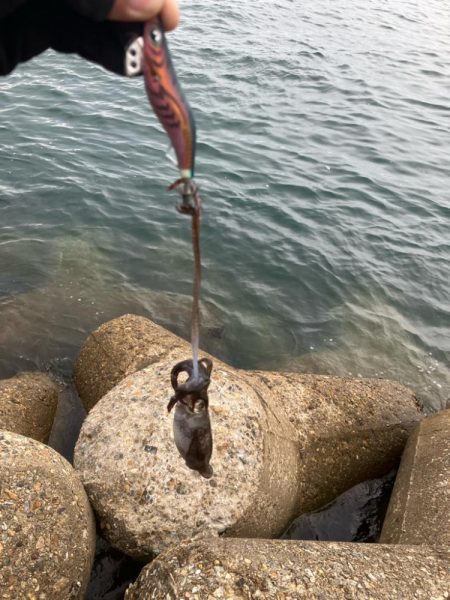 秋🦑 デイエギング②(^^)