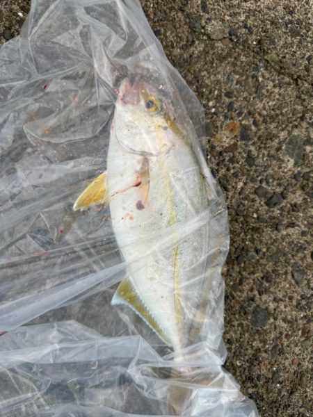 ショアジギング