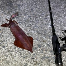 爆風の中苦手なナイトエギングで良型アオリイカゲット♪